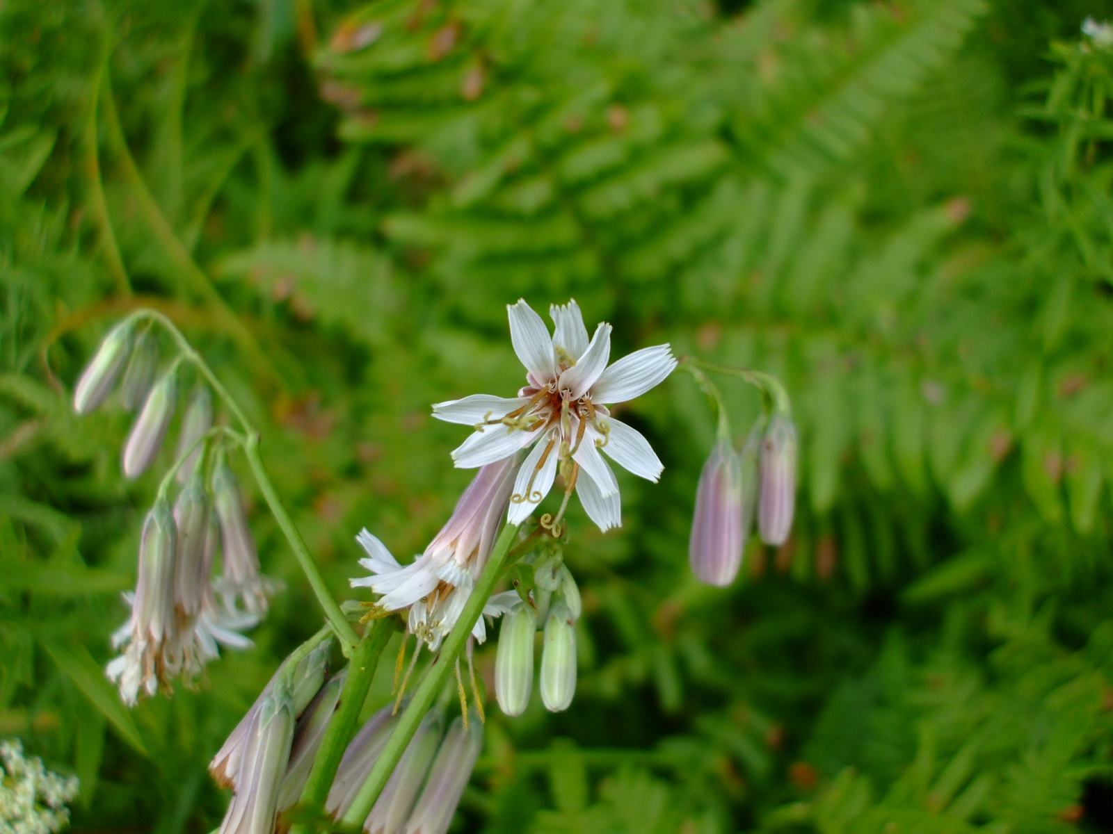 Prenanthes alba